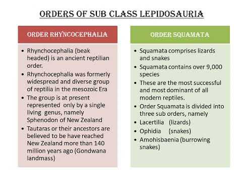 subclass Lepidosauria by Naseeba