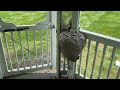 Gigantic Bald-Faced Hornet Nest on Gazebo in Millstone Township, NJ
