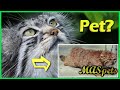 Pallas's Cat | Can They Be Pets?