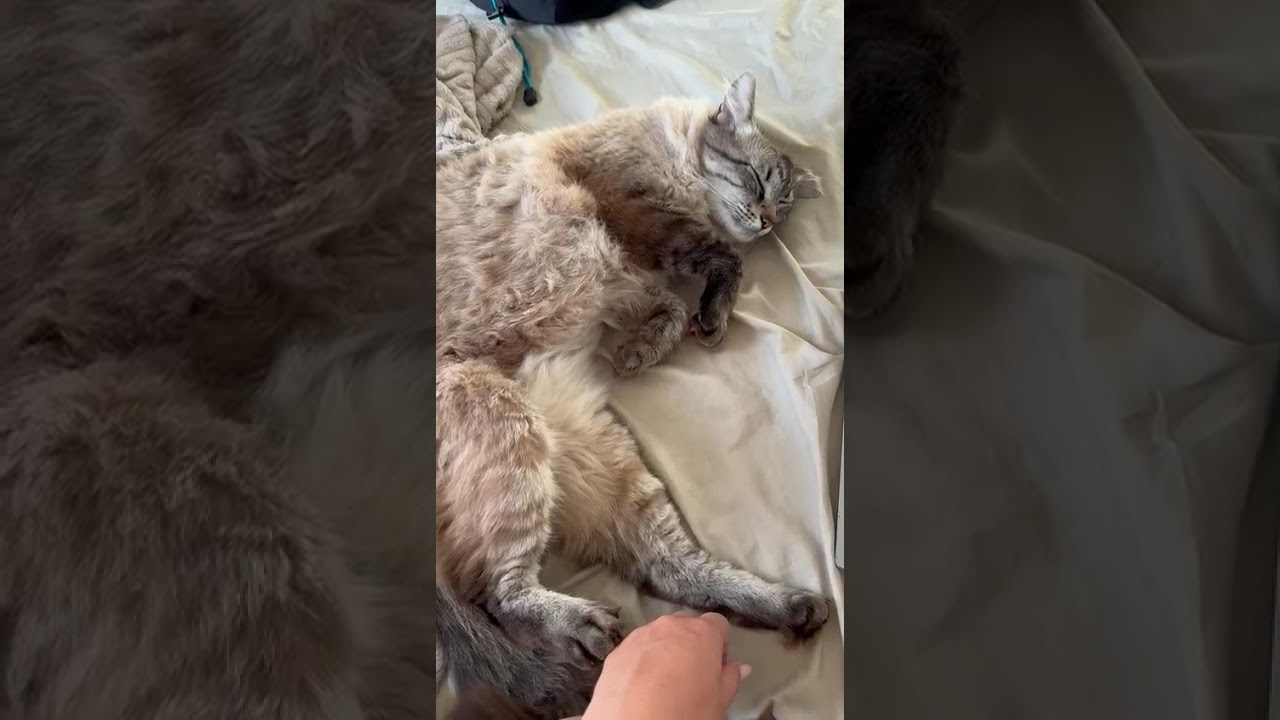 Gato raça SRD-ViraLata idade 6 ou mais anos nome Benedito