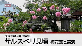 【アミンチュニュース】米原市醒ヶ井地蔵川　サルスベリ見頃　梅花藻と競演