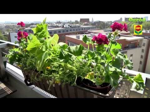 , title : 'Rośliny na balkonach i tarasach'