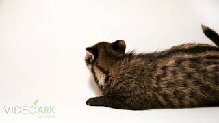 An eight week old African civet (Civettictis civetta australis) named “Honda”, a