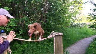 Amazing Dog-Tight Rope Walk Training