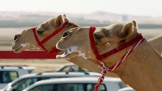 One Million Dollar Camel Race | Wild Arabia | BBC