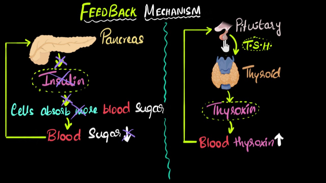 Hormone feedback mechanism  | Control & Coordination | Biology | Khan Academy