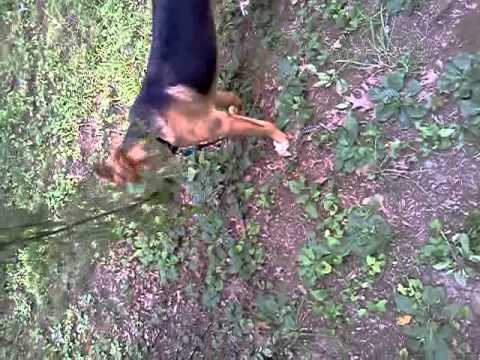 My dog Loki says fuck this tree