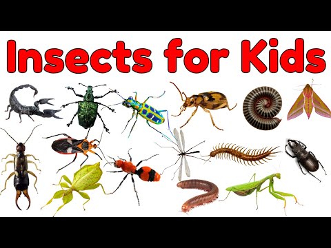 Bugs and Insects Vocabulary for Kids |  Learn Bug And Insects Names in English #insects #bugs #kids