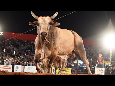 FINAL EM TOUROS - Rodeio de MONÇÕES 2022