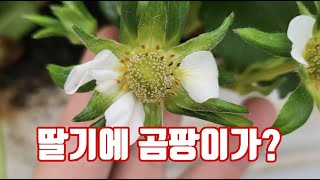 딸기에서 딸기가 안 피고 하얀 곰팡이가 핀다?? 왜 그래??