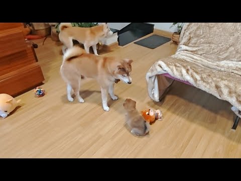 henlo stimccy pooper