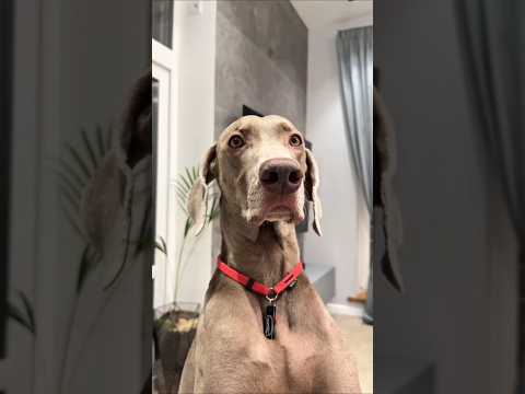 When the mistress refused to let Sonu and Monu go to the garden #youtubeshorts #viralshort