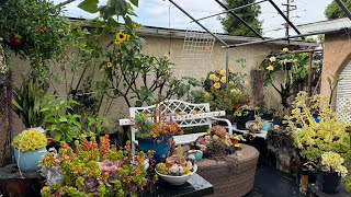 Garden tour|The beauty of rain in my garden ￼#succulents  #backyardgarden  #relaxingmusic