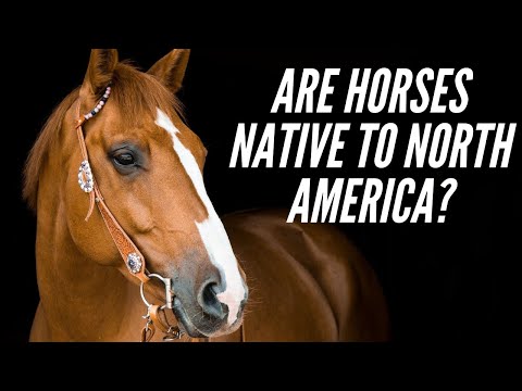 ARE HORSES NATIVE TO NORTH AMERICA?