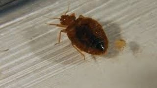What to Spray for Bed Bugs Perth Amboy and Plainsboro New Jersey 732-640-5488