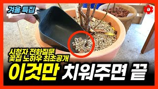 [최초공개] 지금 안치우면 진짜 큰일, 화분 위에 이게 보이는지 꼭 확인해보세요ㅣ이걸로 식물이 죽는 이유ㅣ실…