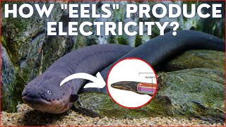 How &quot;EELS&quot; produce electricity? - By Kishor Singh #shorts