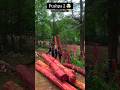 Pushpa 2 Chandan Ka Lakadi Shooting Ready Pushpa 2 2024 Allu Arjun Ytshorts Shorts Viral