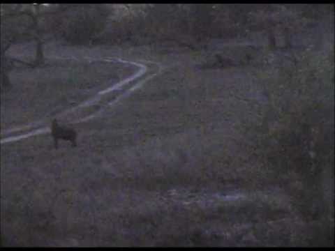 Hyena and wild dogs at Djuma, October 4, 2012