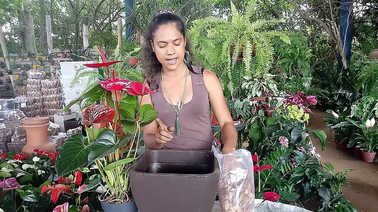 Como Plantar Anturio