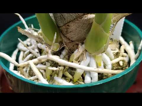 To Water or Not To Water || Catasetum