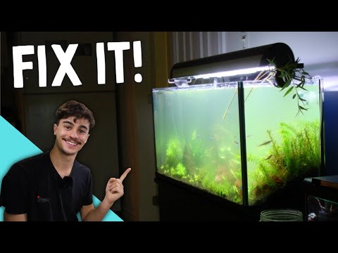 How to Fix Cloudy Water in an Aquarium! (Quick and Easy)