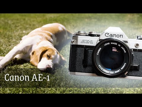 Canon AE-1 - Pfingsturlaub mit Hund und Film