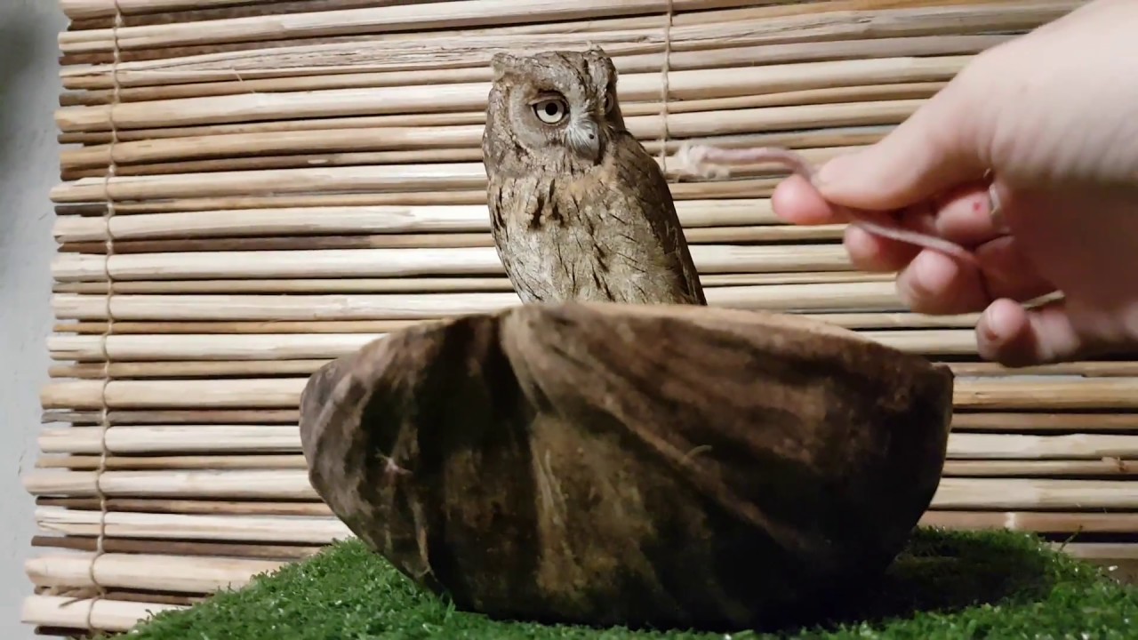 Совка сплюшка Ыть пробует мышиные хвостики.