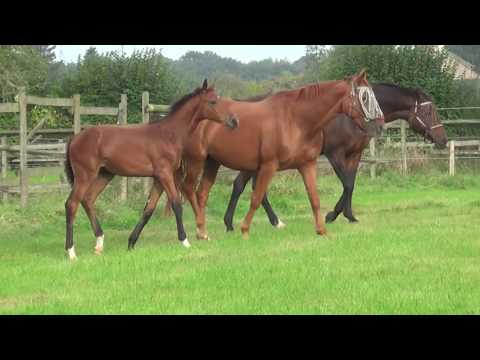 Fürst Belissaro x Brentano x Weltmeyer