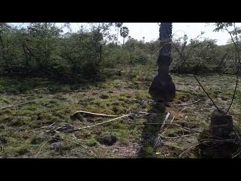 Rio Burriti povoado de Coqueiro município de São Bernardo-MA 🌎 05/11/2025