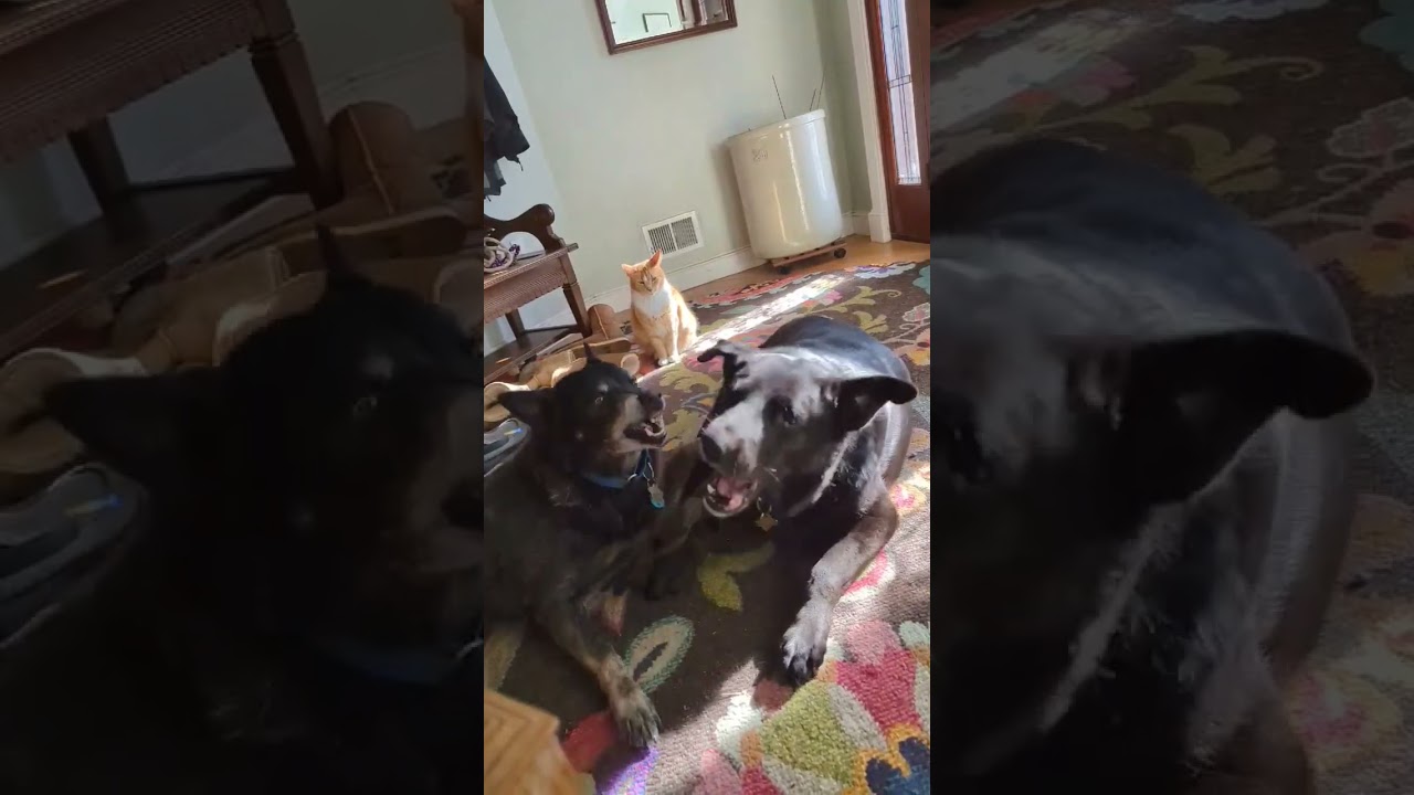 Enlarge Harley, an adoptable mixed breed in Worcester, MA video 6/6