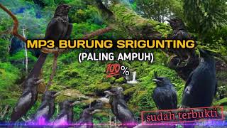 Download lagu suara Pikat burung srigunting hanya hitungan detik langsung nyaut‼️ mp3