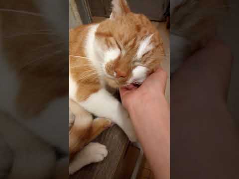 vidéo pour faire plaisir de mon  🐈