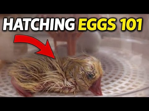 How to Hatch Eggs at Home (Complete Beginner Guide) | Chickens, Ducks & Geese