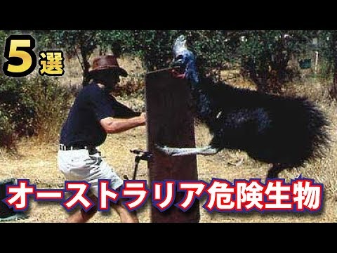 オーストラリアで最も危険な動物