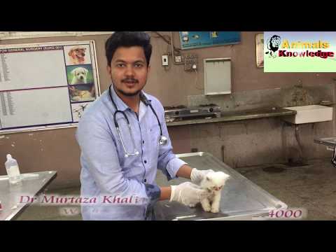 What is cat Mange/ Mites/Dermatitis, How it diagnose and treatment Part 2-2 by Dr Murtaza Khalil AK