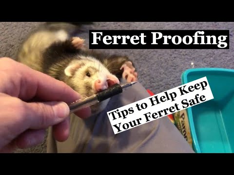 YouTube video about: How to ferret proof wires?