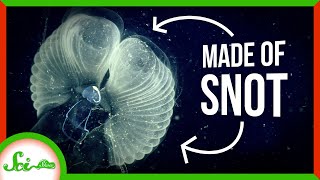 This Beautiful House Is Made of Snot