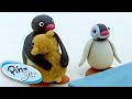 Pingu Wins At The Fair Pingu Official Cartoons For Kids