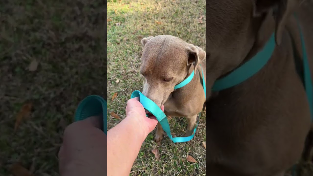 Enlarge Toby, a Adoptable mixed breed in Chattanooga, TN video 6/6