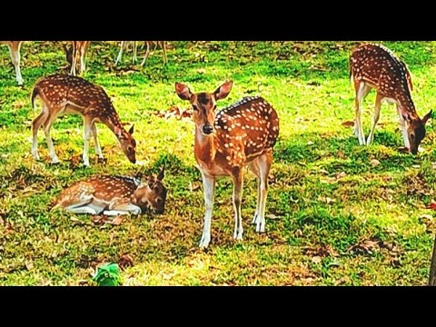 Beautiful Herd of Spotted Deer #deerpointsexplained