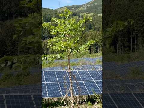 興味深い:中国の太陽光発電道路の一部が見知らぬ何者かに盗まれた