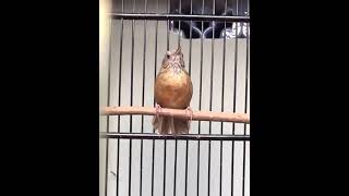 Download lagu Suara merdu kicauan Teumi / hwamei / wambi mini cocok untuk masteran mp3 Download lagu Suara merdu kicauan Teumi / hwamei / wambi mini cocok untuk masteran mp3