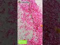 Maaen Ni Main Kinu Aakhan Dard Vichode Da Haal Ni SnackVideoOfficial Life Secrets With Asif Ali