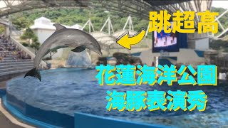 花蓮海洋公園海豚表演秀，海豚被訓練得好厲害👍！