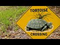 GopherTortoises (Gopherus polyphemus) slowly doing their thing