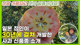 시나노골드가 긴장해야하는 사과품종이 등장했습니다!