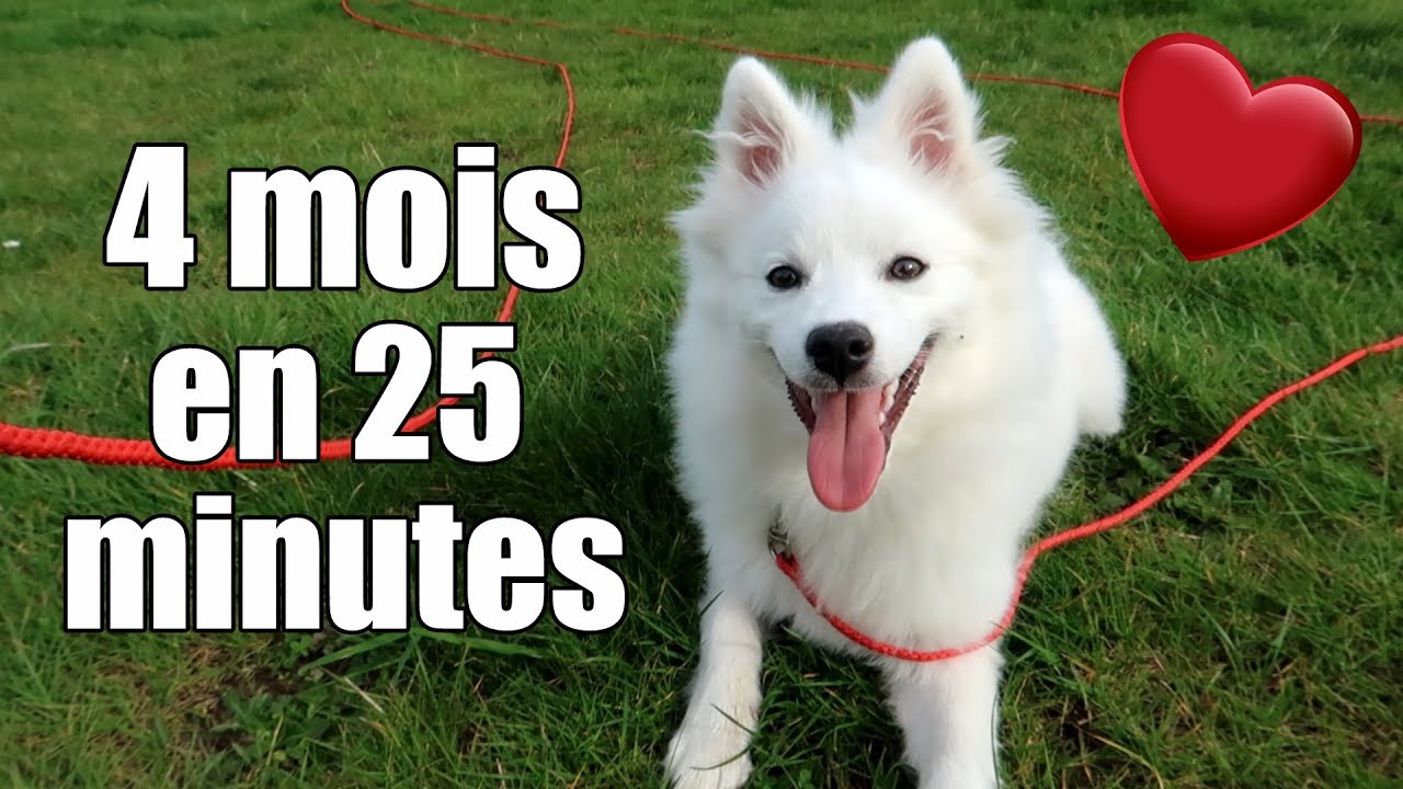 Des nouvelles de Floky ! Les contraintes d'un chien ?