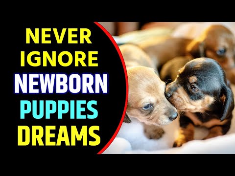 Newborn Puppy Dream Meaning | Dreaming of Newborn Puppies | Newborn Puppies Dream Interpretation