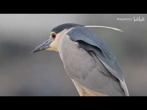 Observe night heron more darkly than night heron sauce